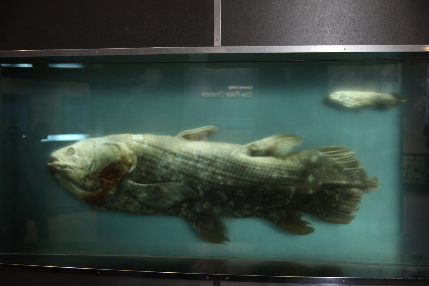 a blue coelacanth with a little pup above it