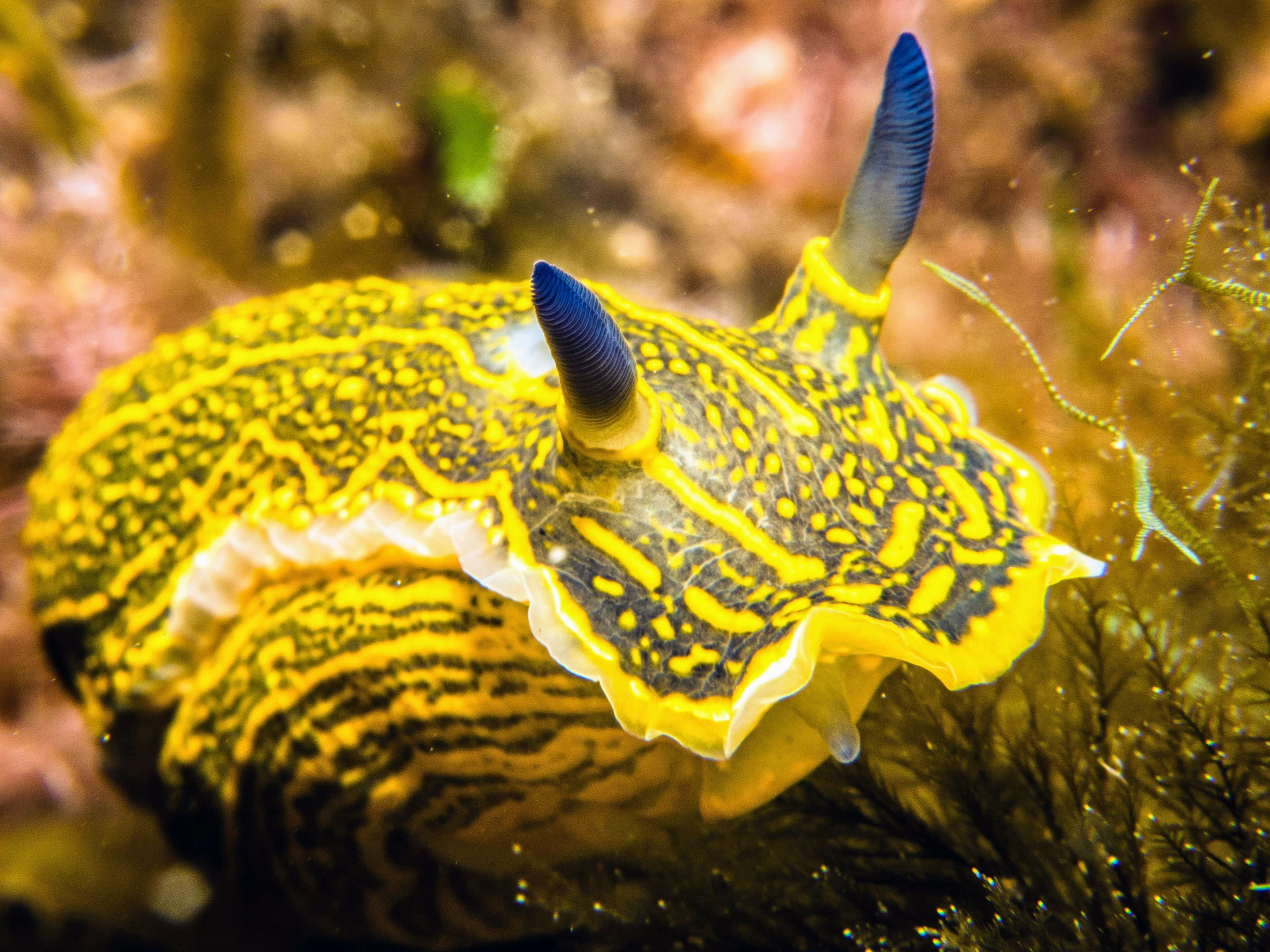 a yellow spotted nudibranch, or sea slug with blue tips