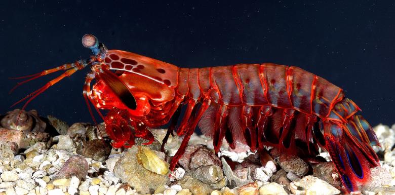 a red mantis shrimp with big blue tips and pinkish eyes