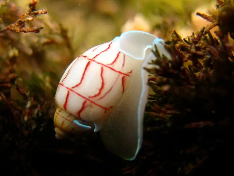 bullina lineata, a translucent sea snail with a white and red shell