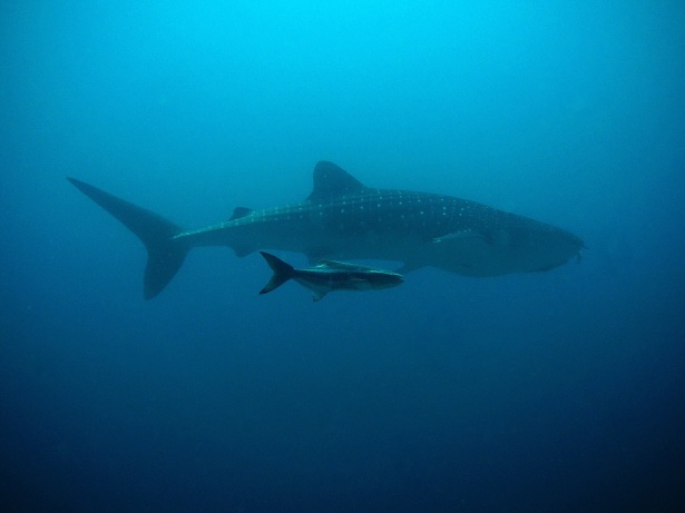 whale shark with pup